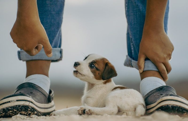 From Fido to Fluffy: How to Ensure a Smooth Journey Traveling with Your Pets From Fido to Fluffy: How to Ensure a Smooth Journey Traveling with Your Pets