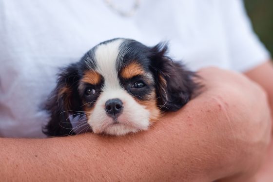 Flying Safely with Pets: Preparing for a Smooth and Stress-Free Journey