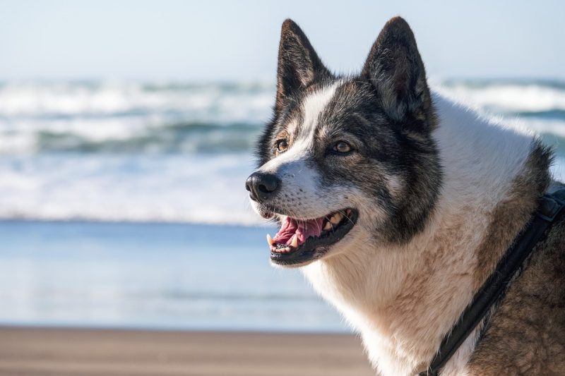 The Ultimate Guide to Pet-Friendly Airlines and Destinations