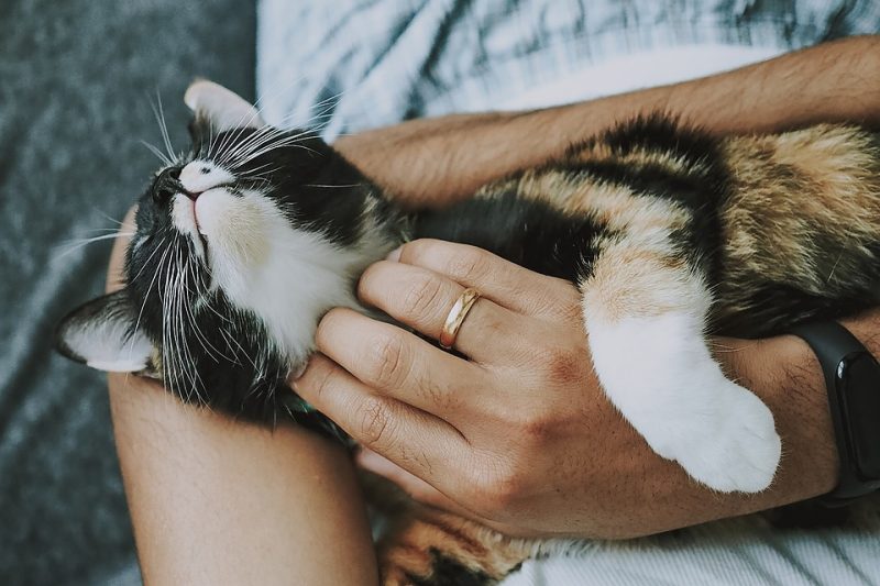 Travelling with Fido: A Guide to Pet-Friendly Destinations Travelling with Fido: A Guide to Pet-Friendly Destinations